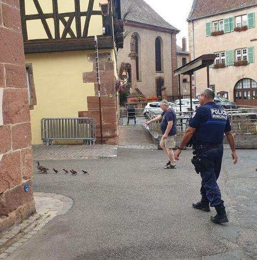 Escorte police cane et canetons